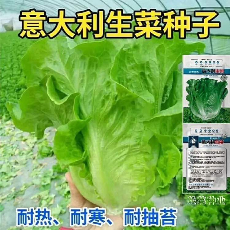 耐抽苔生菜种籽意大利生菜种子四季播种蔬菜种子阳台盆栽田园青菜
