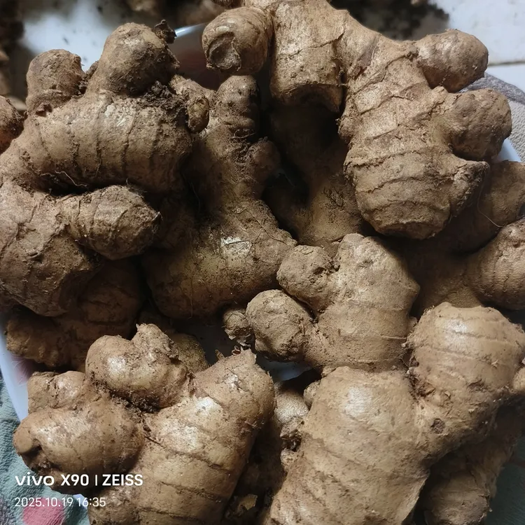 正宗贵州小黄姜新鲜现挖老姜月子姜应季蔬菜新鲜直发