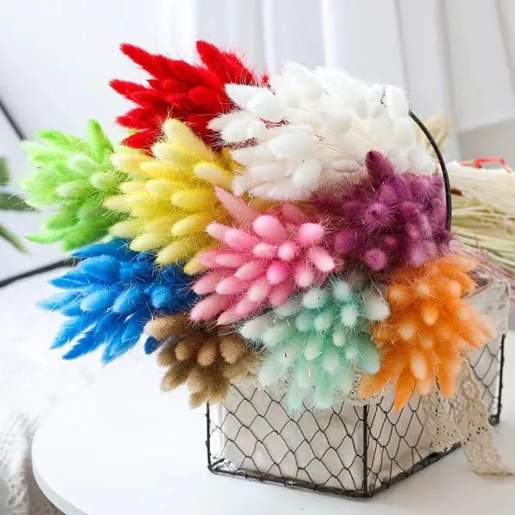 兔尾草草狗尾高级干花真花风干天然永生花家居装饰迷你永生花花束