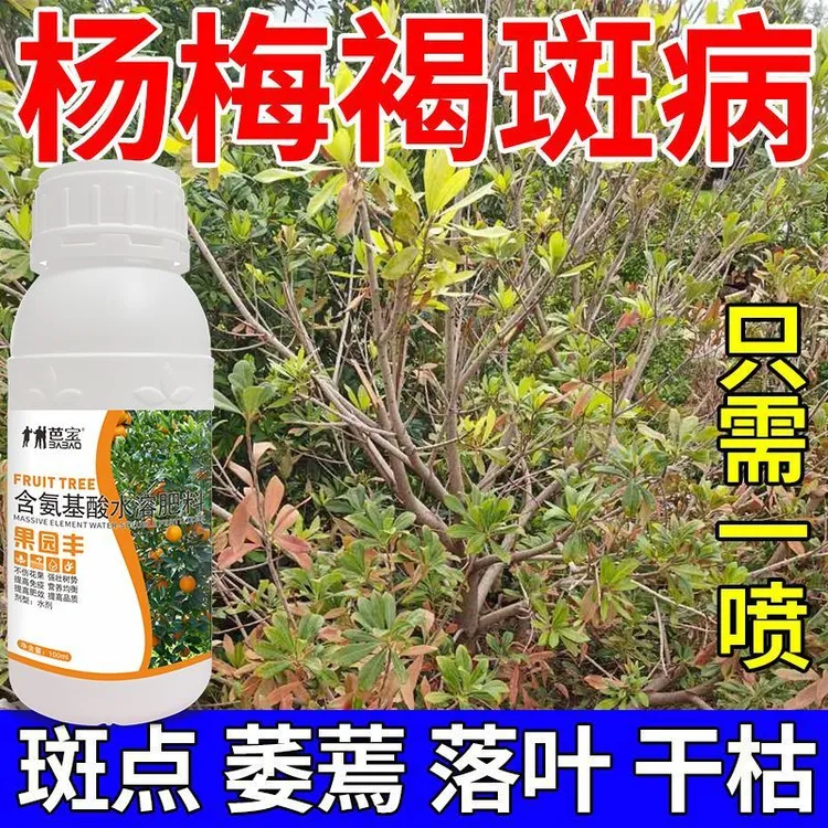 杨梅专用药杨梅黄叶病凋萎病枯枝病根腐病褐斑病全治专用杀菌剂