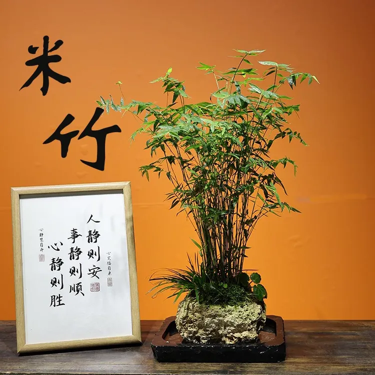 【新手懒人水培绿植】吸水石禅意米竹子上水石盆景假山茶室桌面盆栽