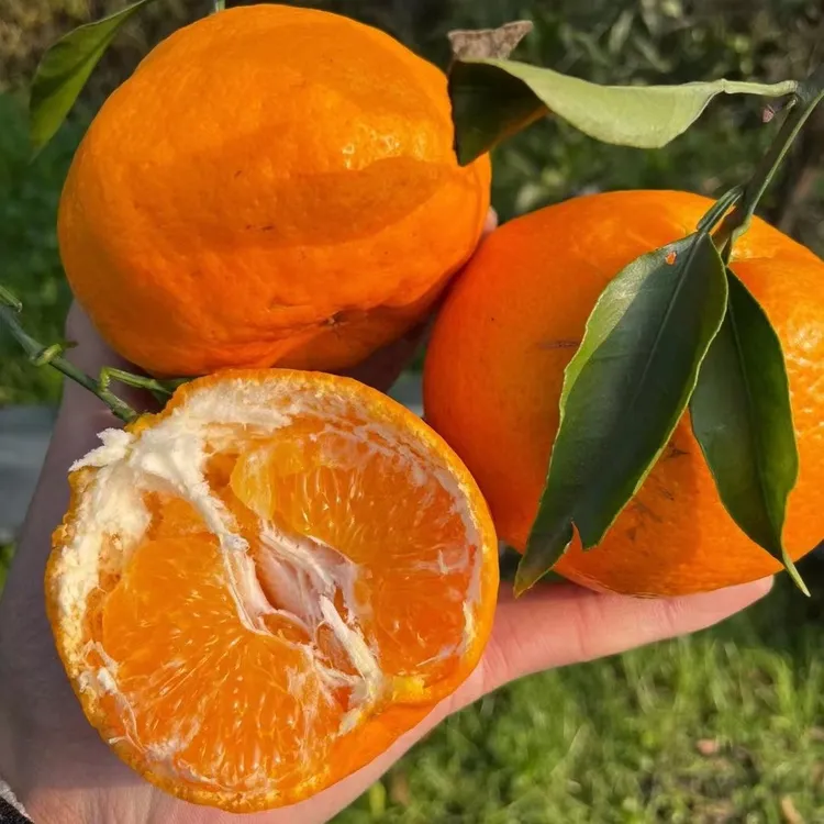 正宗四川现摘耙耙柑如假包赔新鲜多汁当季甜润水果带叶彩箱包邮