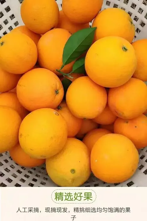 正宗江西赣南脐橙10斤橙子真实新鲜现摘当季水果产地直发vs