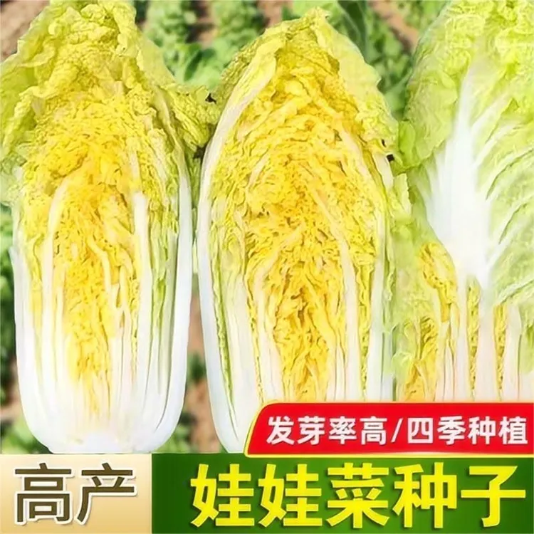 原装正种娃娃菜种子生长快耐热激励耐寒白菜阳台庭院大田青菜蔬菜