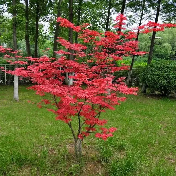 红枫树苗庭院造景植物四季美观耐寒耐旱适合阳台盆栽