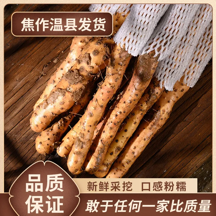 大树伯伯河南温县垆土铁棍山药正宗怀山药铁棍山药河南焦作温县