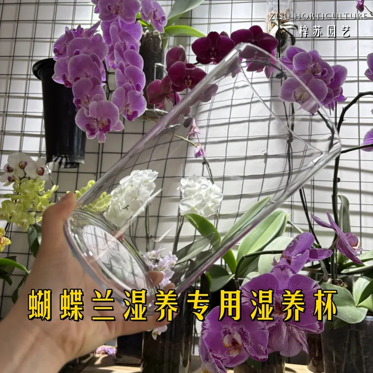 梓苏园艺 亚克力蝴蝶兰湿养杯水培花瓶