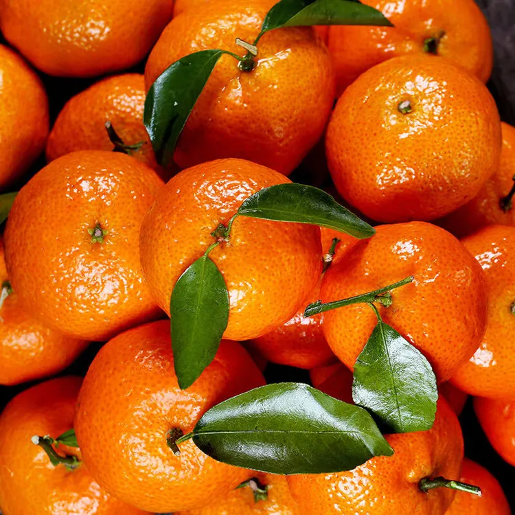 正宗广西沙糖桔应季新鲜现摘水果爽甜不上火