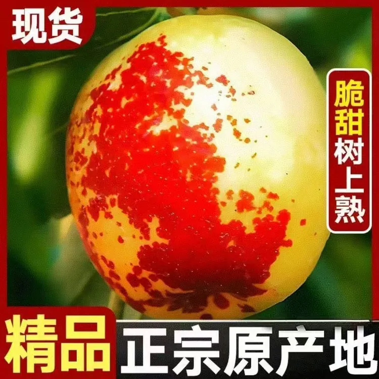 【现货速发】冬枣新鲜大枣陕西当季水果包邮现货脆甜枣子鲜枣
