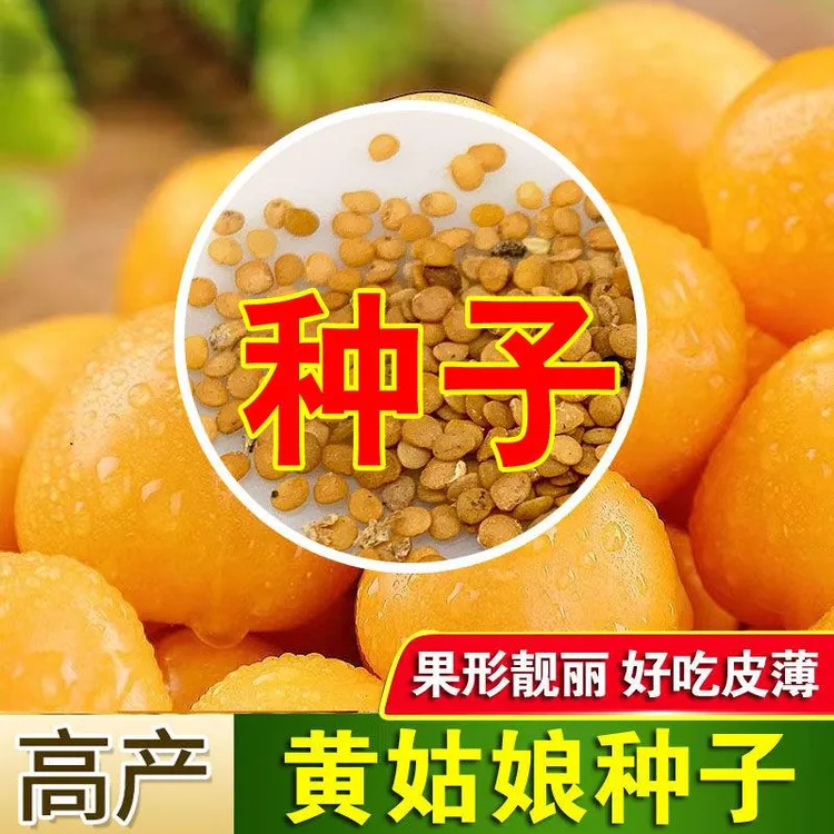 【全店满5元包邮】东北黄姑娘果灯笼果种子种籽红甜孑黄蔬菜种籽