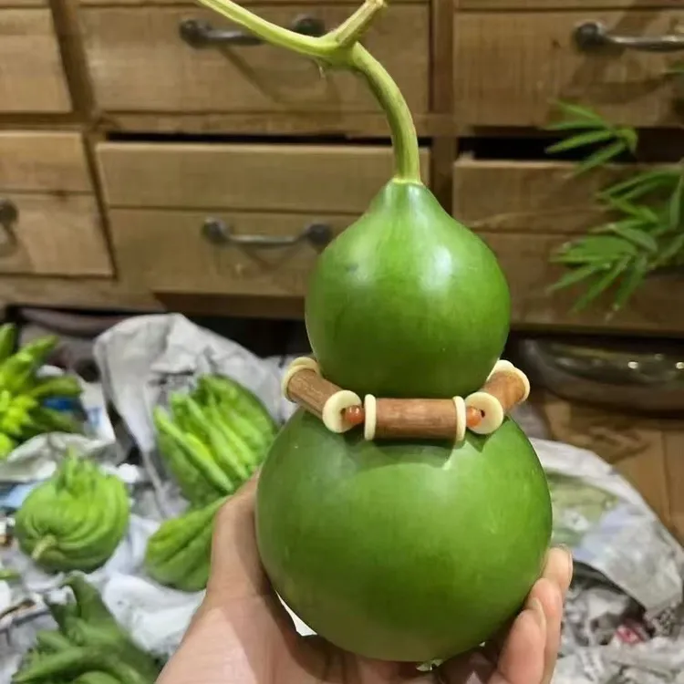 【云南新鲜绿宝石葫芦】中式绿植 刮皮变黄 新鲜葫芦 葫芦摆件