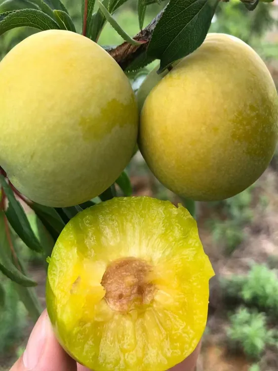  贵州高山蜂糖李现摘新鲜应季水果顺丰空运包邮3斤