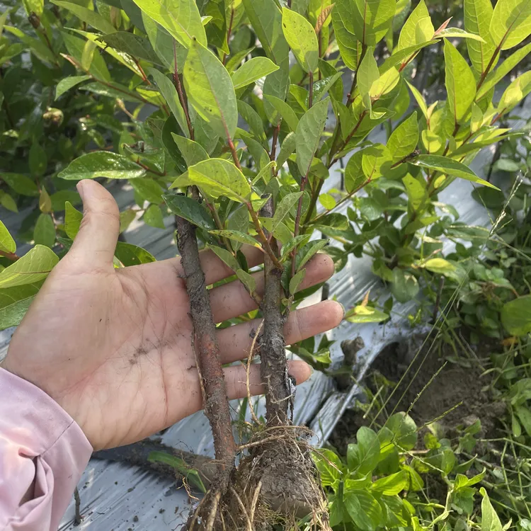 白花牛奶树种子野生白花牛奶根材奶香味煲汤多年生灌木树种籽