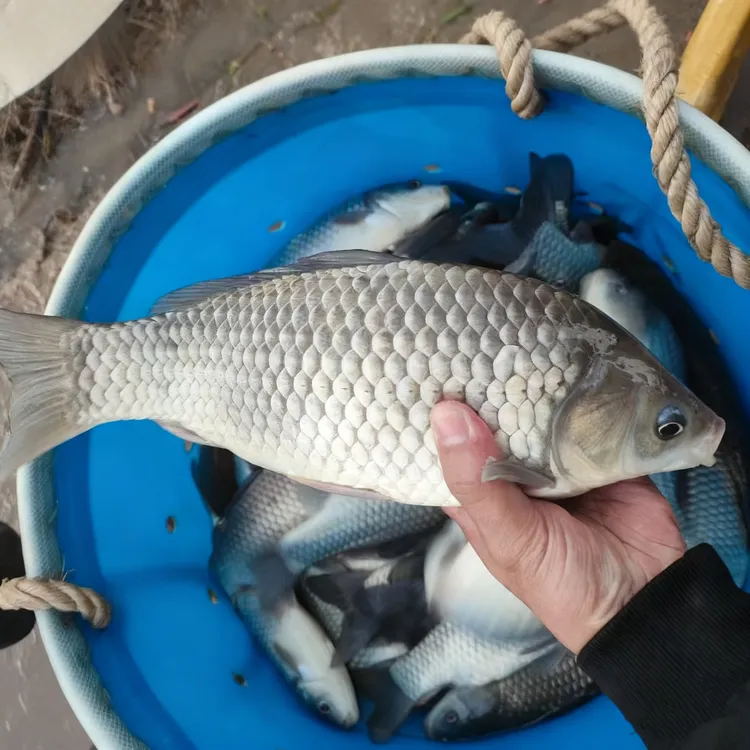 彭泽鲫鱼 彭泽大鲫 白鲫 淡水鱼
