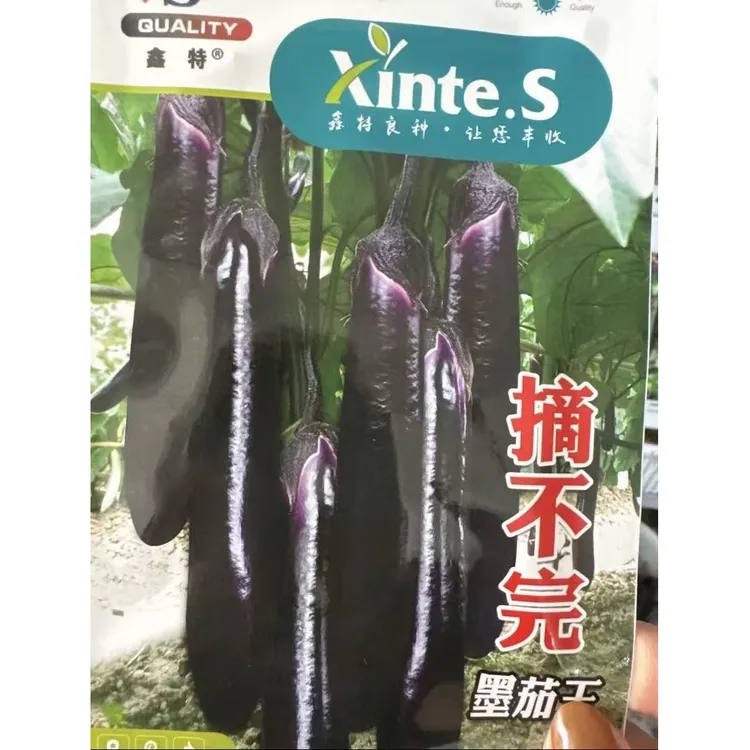 【摘不完墨茄王茄子籽种子】家庭盆栽地栽四季种植