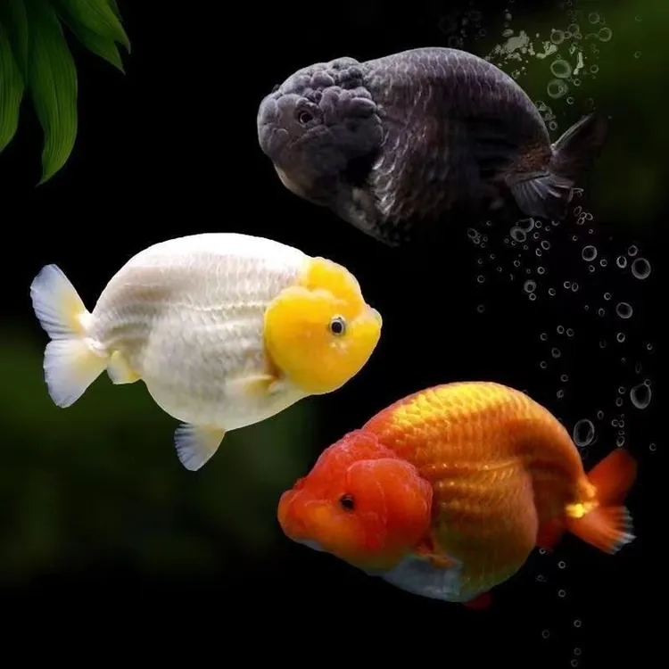 兰寿金鱼新奇宠物
