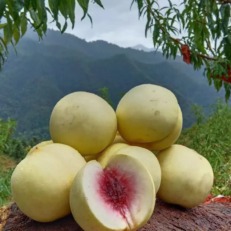 ！5斤   到手5斤  现摘现发脆软两吃果香四溢冬桃