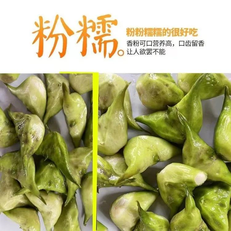 【老菱角】江苏泰州溱湖菱角老菱角老品种儿时回忆粉糯香甜现摘现发