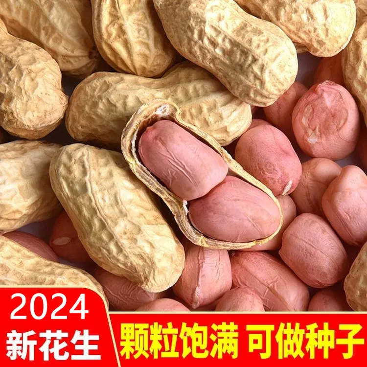 【甄选】正阳大白沙晒干粉皮新鲜花生带壳带壳农家白沙榨油高产种子