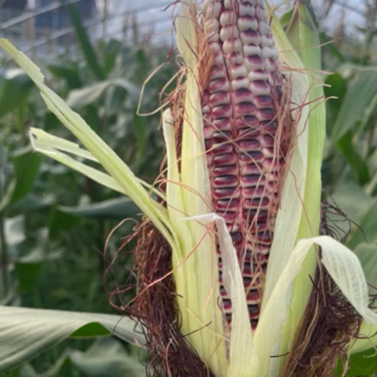 金山黑糯玉米富含花青素甜糯可口粗粮代餐