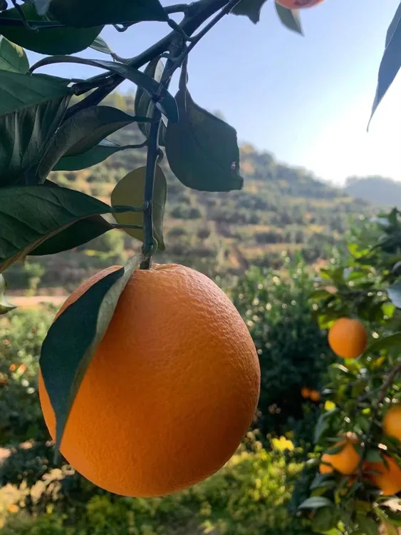 正宗江西赣南脐橙水果橙子新鲜孕妇赣州信丰脐橙休闲解馋小零食