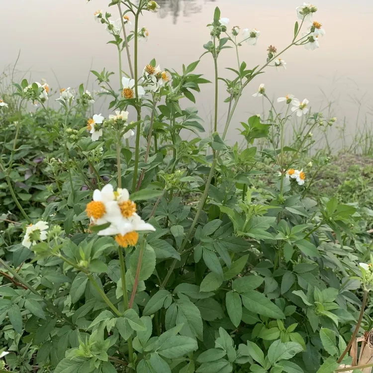 一包针鬼针草现采野生钗草中草药干品虾钳草蟹钳草对叉草粘人草