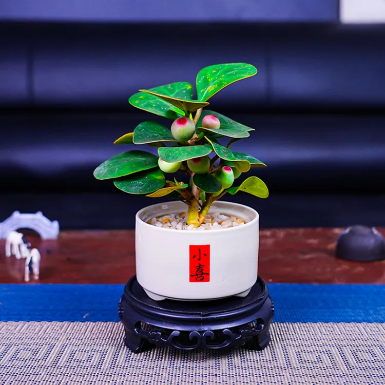 小盼菩提树带果盆景植物四季常青室内盆栽禅意摆件办公室客厅桌面