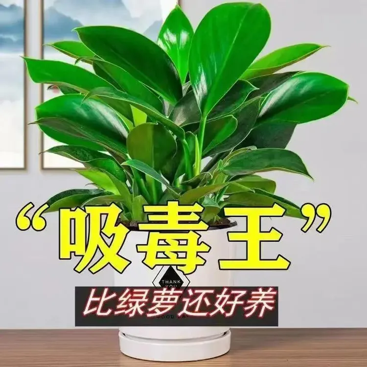 金钻盆栽室内净化空气子美观桌面绿植办公室单质磷肥商品图