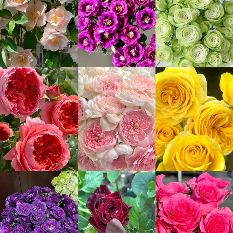 【三颗包邮】包对版月季小苗大花浓香多季节开花阳台地栽易养