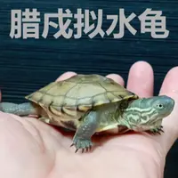 腊戍拟水龟 小青杂 蜡碌仔 漂亮稀少品种 新奇宠物