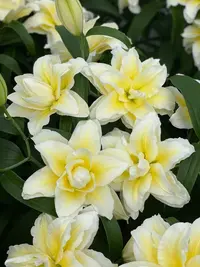 预售【路德维纳1颗】15/17 重瓣香水百合花球
