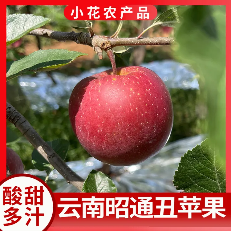 2025云南昭通酸甜多汁现摘丑苹果农民产地直发水果新鲜3/8.5斤