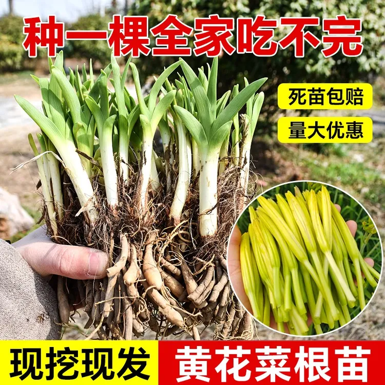 正宗黄花菜根苗食用黄花菜种苗金针菜金针花多年生种籽现挖现发