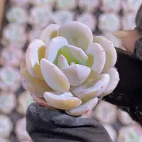 精品雪梦2米3颗量拍