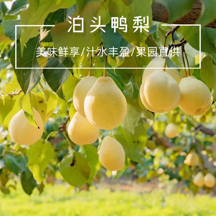 【泊头鸭梨】地标产品皮薄肉厚汁水甜产地直发