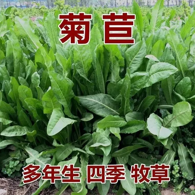 【菊苣种子】大叶菊苣草四季生长高产牧草种子牛免鸡鸭菜多年生商品图
