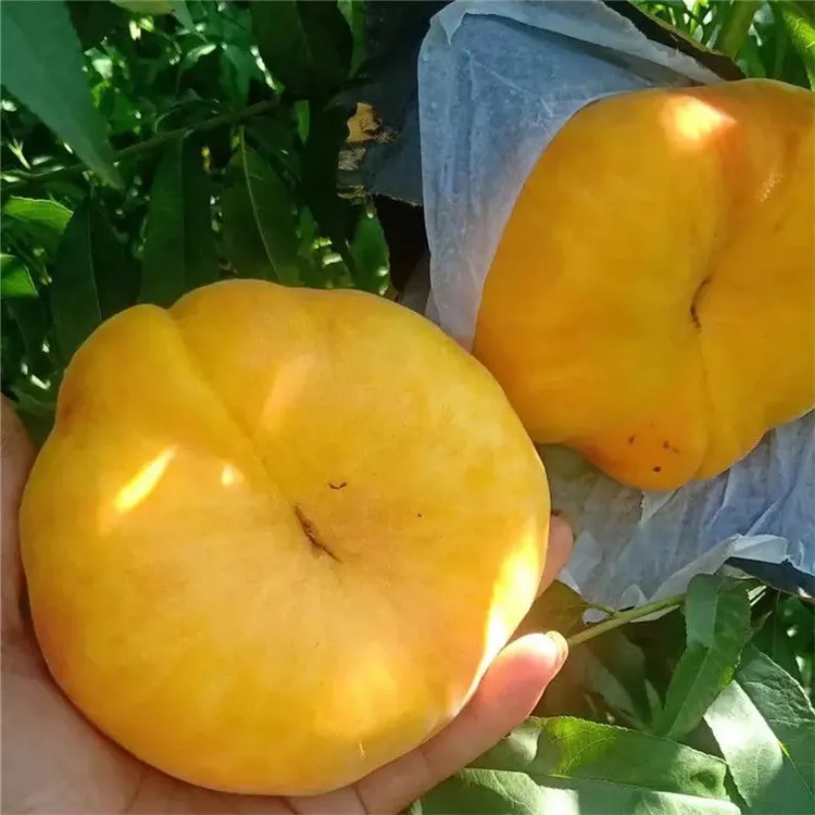 炎陵黄毛蟠桃苗 中蟠 8月熟超甜 裸根苗