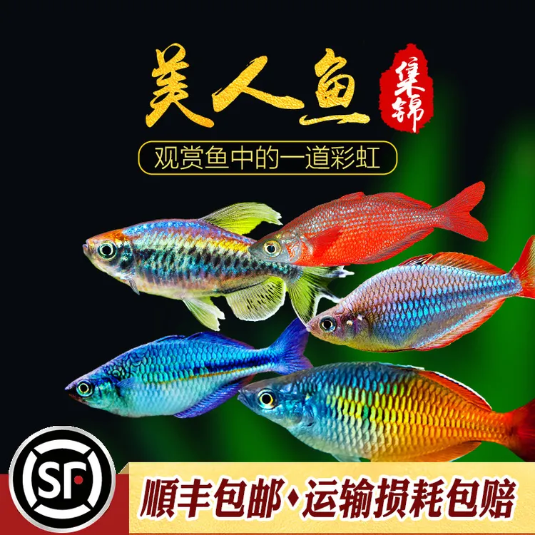 美人鱼集锦刚果鱼热带鱼观赏鱼苹果电光鸽子石美人鱼黄尾扯旗活体