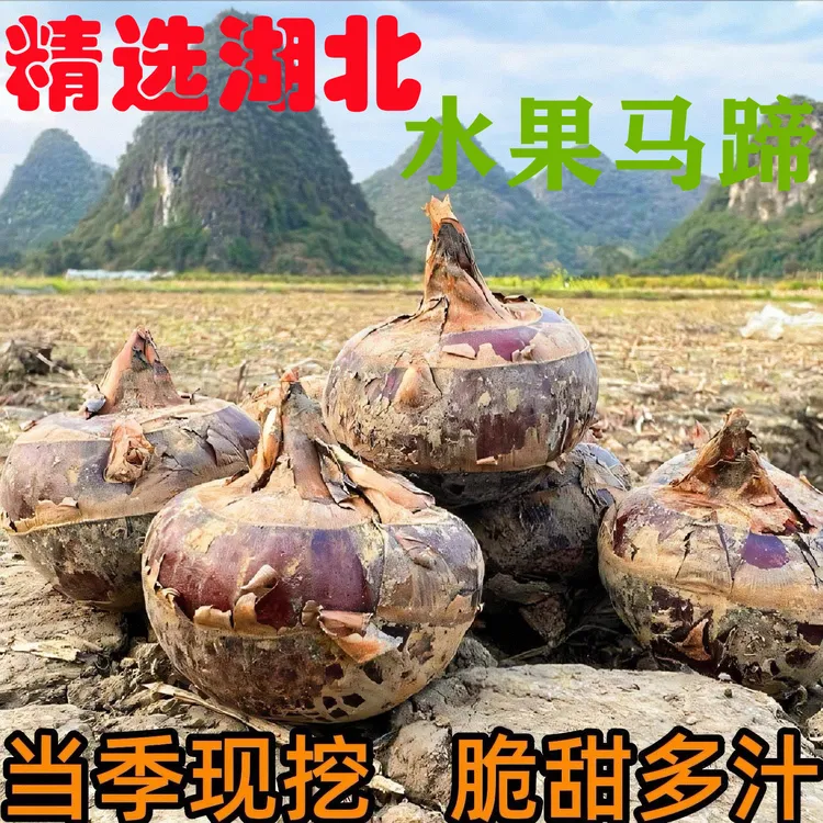 【新鲜现挖】湖北水果马蹄带泥当季农家红荸荠水果蔬菜3/5斤脆甜