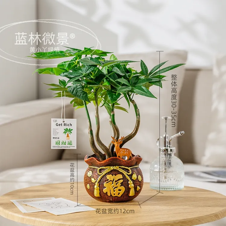 ［福袋陶瓷发财树］奇趣造型好养易活新手盆栽装饰客厅桌面耐旱植物
