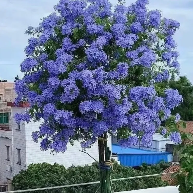 棒棒糖棵型蓝雪花（运输途中掉叶掉花为正常现象，换盆无售后）