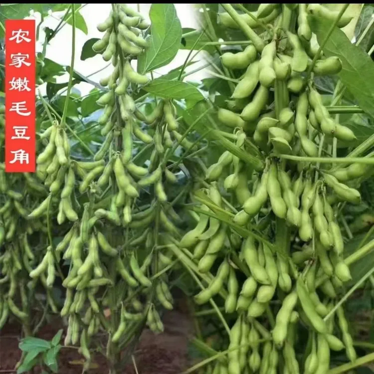 中通包邮2025新鲜带壳毛豆现摘现发不泡水加冰毛豆农家蔬菜