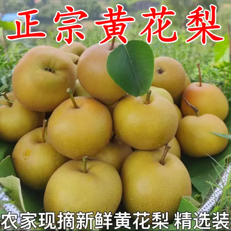 湖北正宗黄花梨新鲜当季孕妇水果梨子沙梨多汁皇冠脆甜秋月翠冠