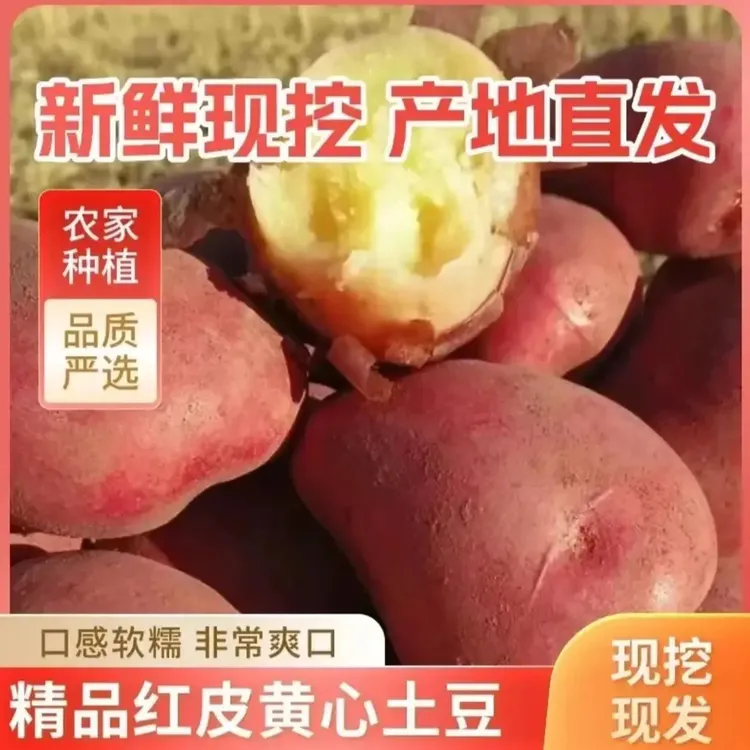 红皮黄心土豆新鲜现挖高原种植农家自种马铃薯商品图