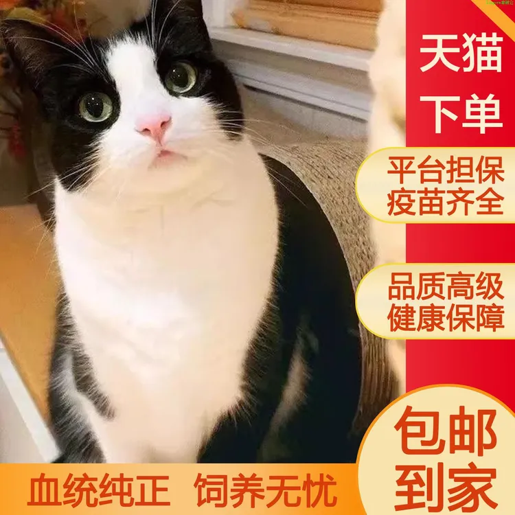 中华田园猫猫仔奶牛小幼猫宠物猫橘白猫小花橘色猫真猫咪活物纯白
