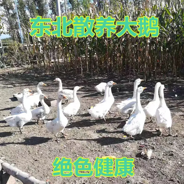 【大勇专属】东北农村粮食喂养大鹅顺丰包邮！