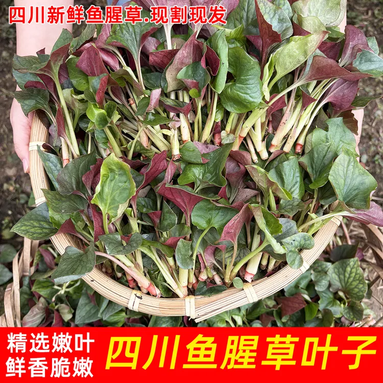 折耳根嫩叶新鲜鱼腥草嫩叶2025年四川农家露天凉拌猪皮拱叶子现割