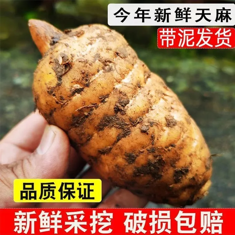 秦岭深山仿野生高山新鲜天麻3年成长乌天麻现挖炖煮煲汤滋补山货