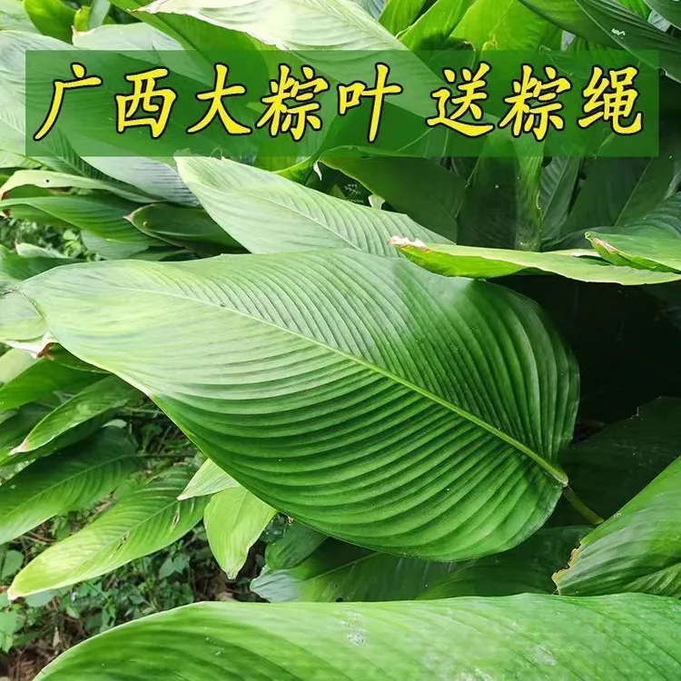 新鲜广西大粽叶现摘发货包粽子专用大号柊叶