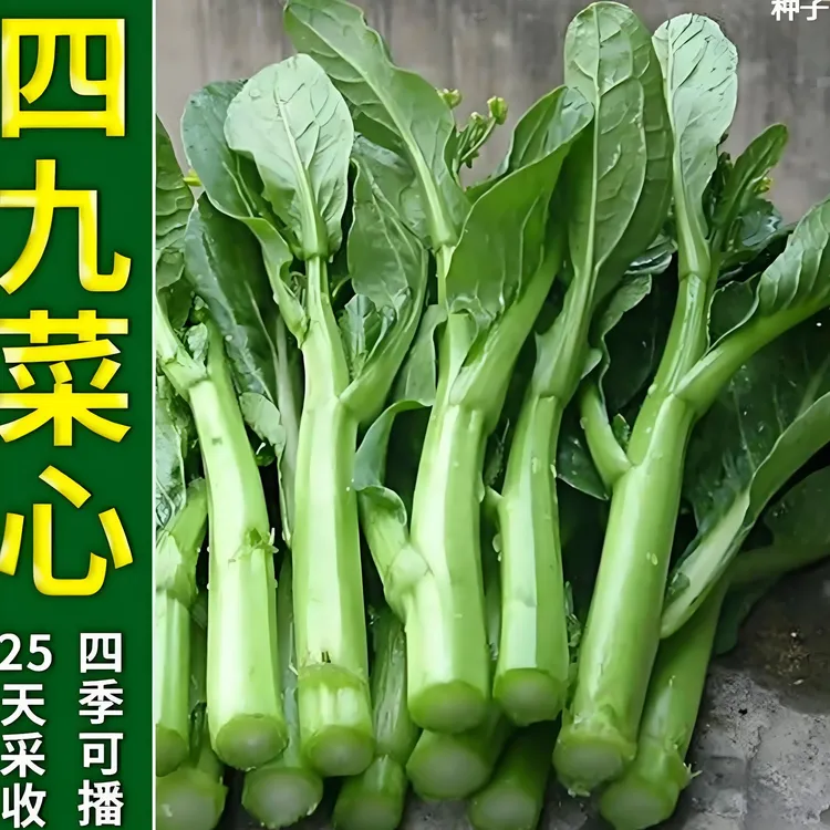 【四九菜心种子】家庭阳台小院四季种植盆栽地栽易种易活